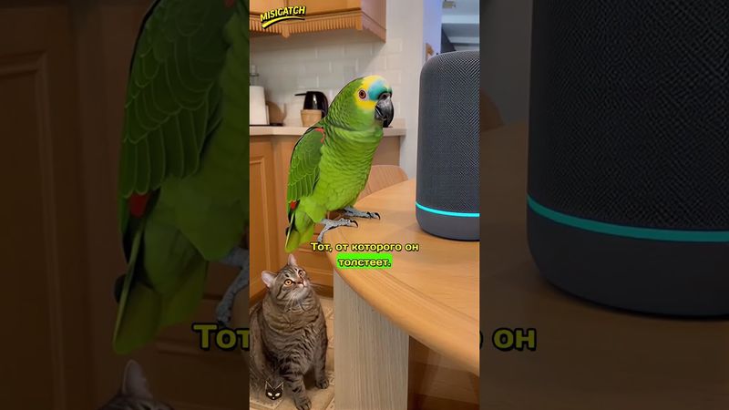 ГОША ТОЛСТИТ БАРСИКА! Заказ через Алису 🦜🤖🍗