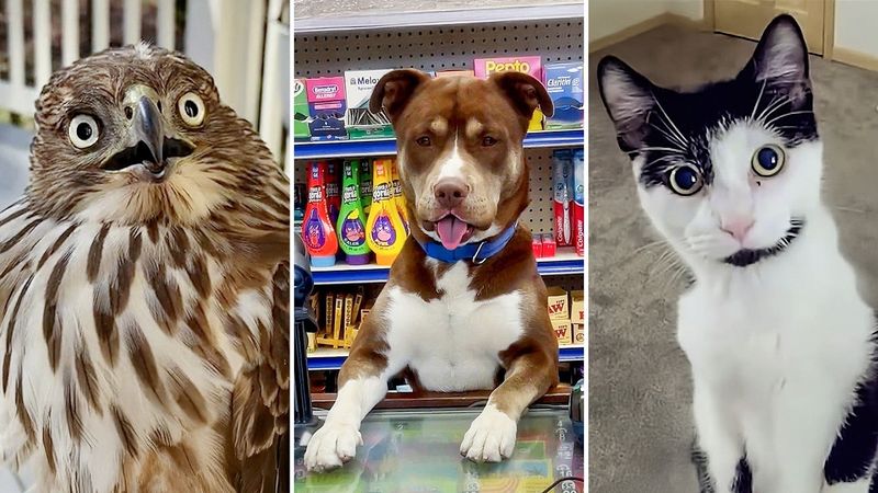 BEST Videos of the Decade 😹 | FUNNIEST Animals