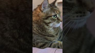 Давая совет 🙀🤔😉🤣 #cat #кот #юмор #котушка #приколы #цитаты