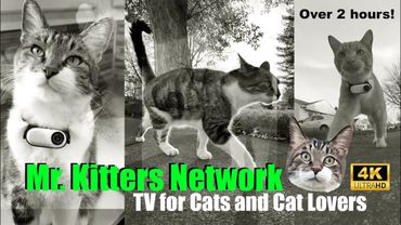 Mr. Kitters TV for Cats and Cat Lovers. Over 2 Hours! 📣🐈📸