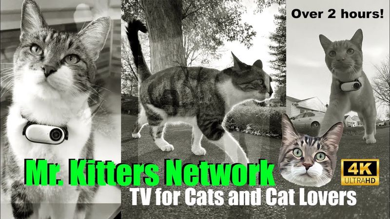 Mr. Kitters TV for Cats and Cat Lovers. Over 2 Hours! 📣🐈📸