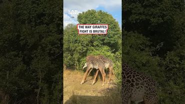 The way giraffes fight is brutal! 😅 (🎥: BViral)