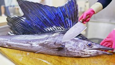 Amazing Sailfish Catching, Umbrella Sailfish Cutting Skills/驚人的！芭蕉旗魚捕捉漁網, 雨傘旗魚切割技能