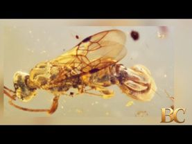 Radioactive wasps found at South Carolina nuclear facility