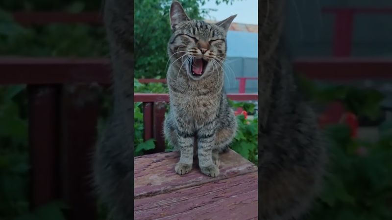 Идите спать 🥱🤔😺🤣 #cat #кот #юмор #приколы #котушка #смех