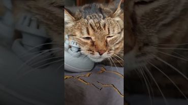 #cat #nostalgia #кот #котушка #веселыекоты #приколы #прикольныекоты