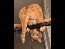 😺 调皮捣蛋的猫咪！🐈 搞笑猫咪和小猫视频，让你心情愉悦！😻