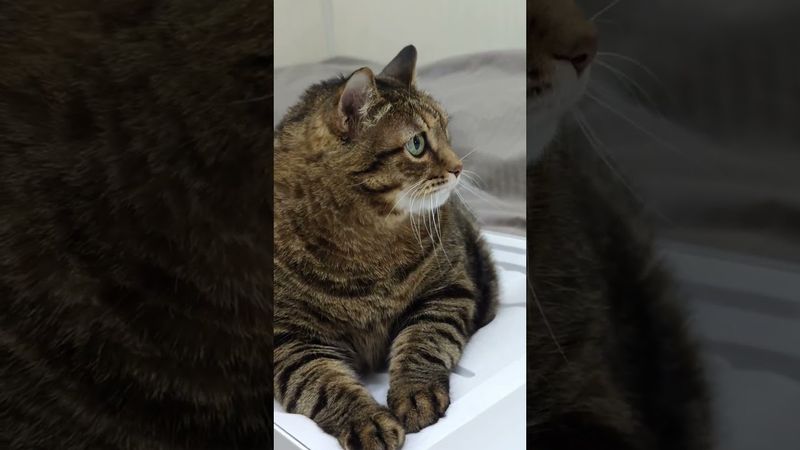 Не глупый дурак 🤔🙀😉🤣 #cat #кот #юмор #котушка #приколы #цитаты