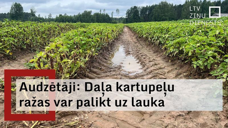 Nelabvēlīgo laikapstākļu dēļ slikta kartupeļu kvalitāte un apgrūtina to novākšana
