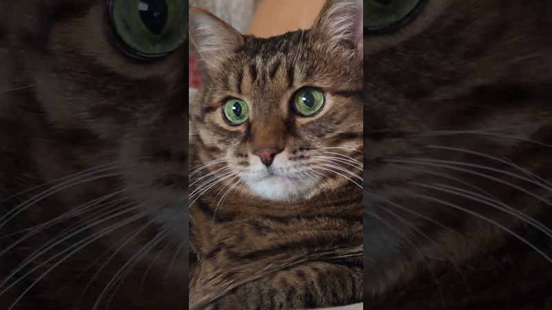 Слышимость 🙀🤔😉🤣 #cat #кот #юмор #котушка #приколы #цитаты