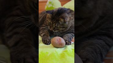 Копать картошку 🙀🫢😉🤣 #cat #кот #юмор #котушка #приколы #цитаты