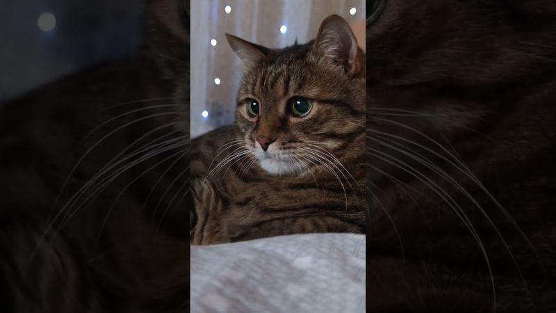 Только об одном 🙀😻🤩🤣 #cat #кот #юмор #котушка #приколы #цитаты #смех