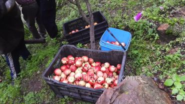 Apple, peach and nectarine harvest fills up the baskets at wildfilmsindia Jabbarkhet: July 2025