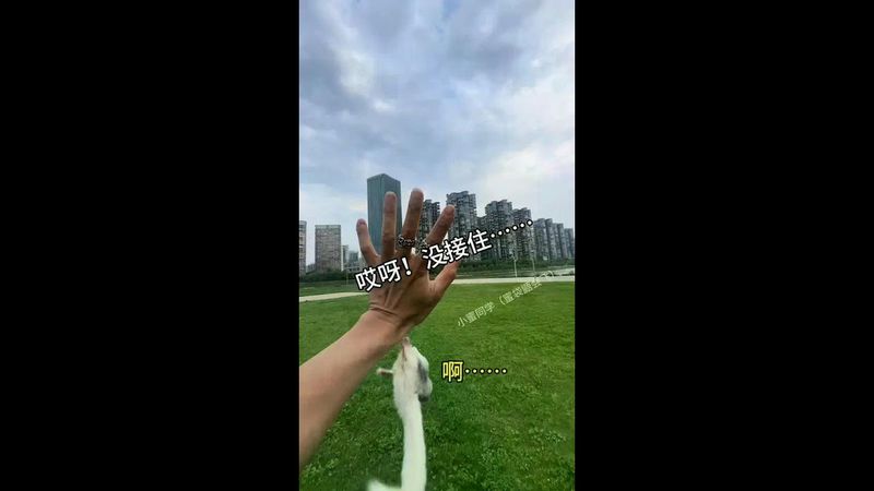 Sorry  I didn't catch it! It seems to be angry. What should I do? #First-person perspective #Glidin