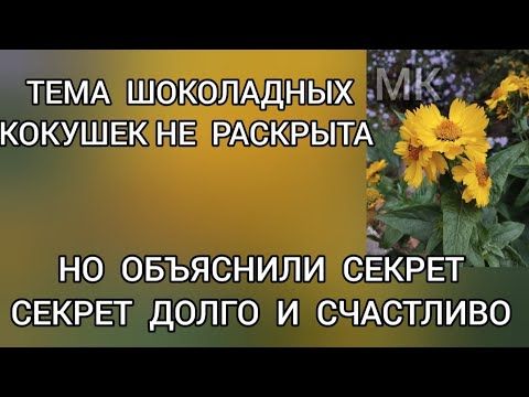 Обзор‼️ Наша жизнь в Германии // Выкатились шоколадные кокушки‼️По секрету всему свету‼️