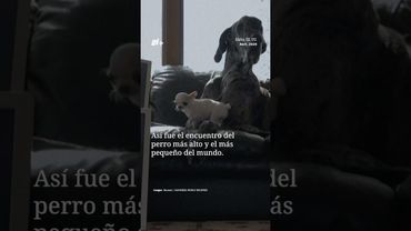 El perro más alto del mundo conoció al perro más pequeño del mundo - N+ #shorts