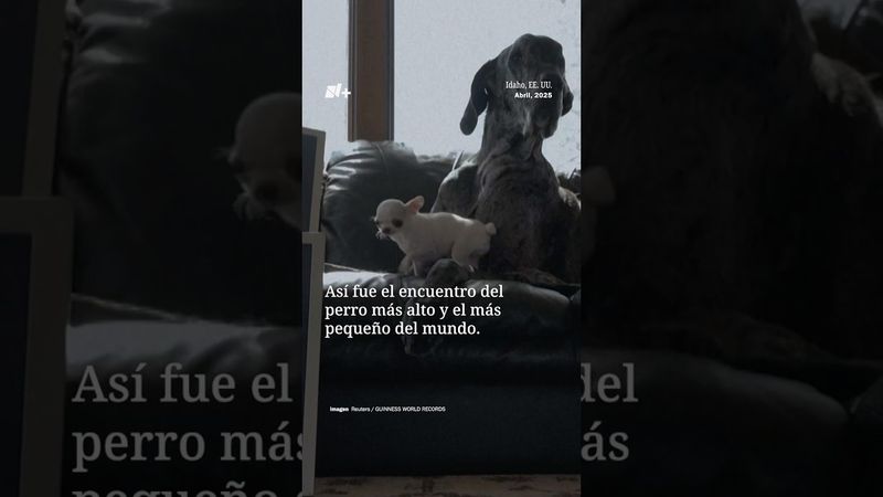 El perro más alto del mundo conoció al perro más pequeño del mundo - N+ #shorts