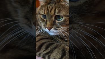 В кредит 🙀🤔😉🤣 #cat #кот #юмор #котушка #приколы #цитаты #позитив #популярное