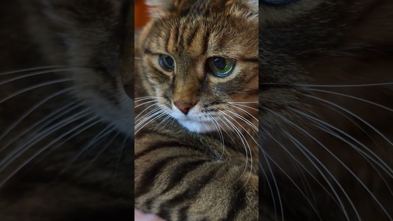 В кредит 🙀🤔😉🤣 #cat #кот #юмор #котушка #приколы #цитаты #позитив #популярное