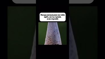 ТУПОЙ #рекомендации #юмор #прикол #funny #top #топ #угар #работа  #ржака #посмеяться