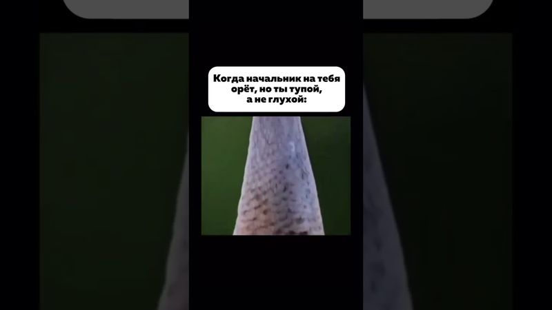 ТУПОЙ #рекомендации #юмор #прикол #funny #top #топ #угар #работа  #ржака #посмеяться