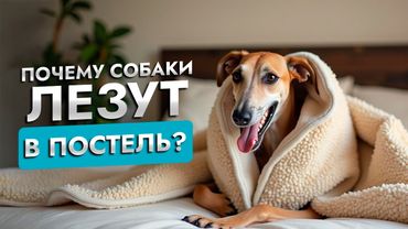 Нужно ли позволять собаке спать в вашей кровати? | Советы кинолога | ЛавГав