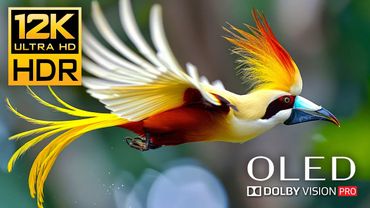 OLED Test 12K HDR 120fps Dolby Vision