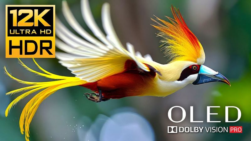 OLED Test 12K HDR 120fps Dolby Vision