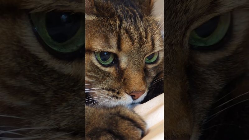 Буль дог💧🙀😳🤣 #cat #кот #юмор #котушка #приколы #цитаты