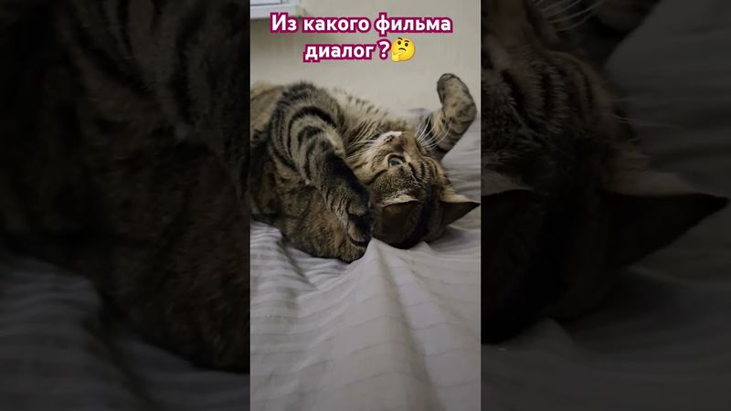 Угадайка"надо Федя"🤔😉🤗🤣 #cat #кот #юмор #котушка #приколы #кино