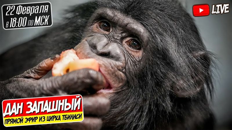 🔴СТРИМ ИЗ ЦИРКА ТБИЛИСИ С ДАНОМ ЗАПАШНЫМ И ШИМПАНЗЕ БОНЕЙ 22.02.2025