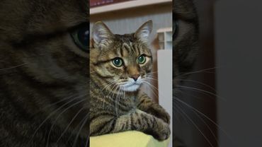 Закон Ома 🙀🤔😉🤣 #cat #кот #юмор #котушка #приколы #цитаты