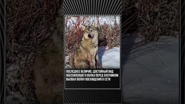 Бөлеккой Қасекен