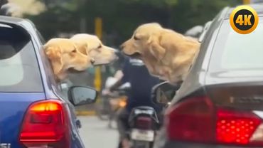 FUNNIEST Pets of 2025...So Far 😂 | BEST Animal Videos