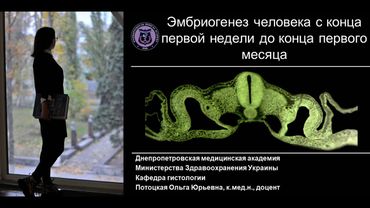 4. Гаструляция Производные зародышевых листков Лекция по эмбриологии