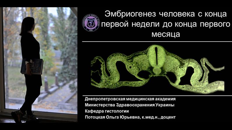 4. Гаструляция Производные зародышевых листков Лекция по эмбриологии