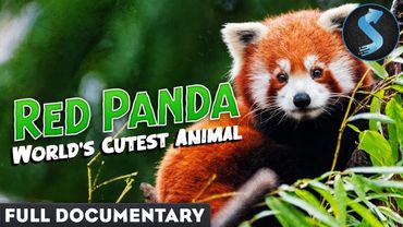 Red Panda: The World's Cutest Animal | Full Documentary