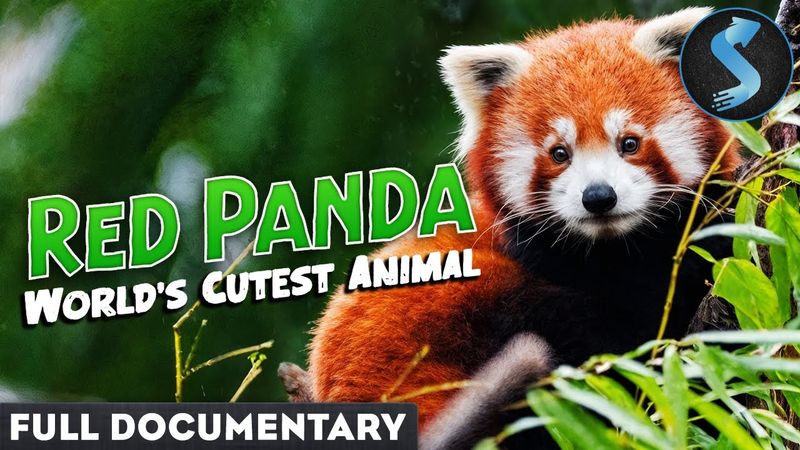 Red Panda: The World's Cutest Animal | Full Documentary
