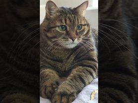 В Африке 🌍🙀🤔🤣 #cat #кот #юмор #котушка #приколы #цитаты