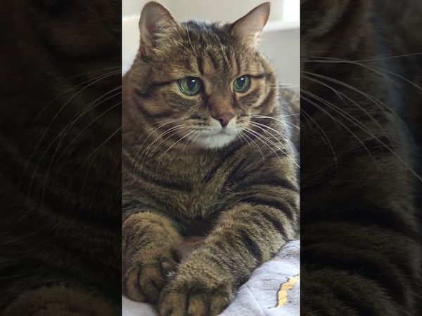 В Африке 🌍🙀🤔🤣 #cat #кот #юмор #котушка #приколы #цитаты