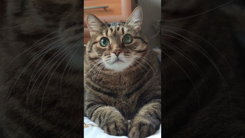 Всё хорошо 👍😉🤔🤣 #cat #кот #юмор #котушка #приколы #позитив #популярное #цитаты