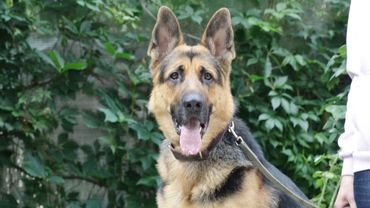 ДТ - 779. Долгий путь агрессии и атак. Гость из Екатеринбурга