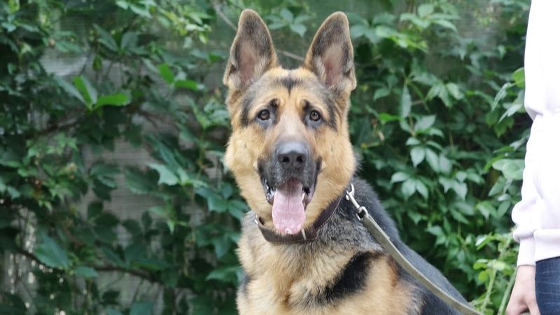 ДТ - 779. Долгий путь агрессии и атак. Гость из Екатеринбурга