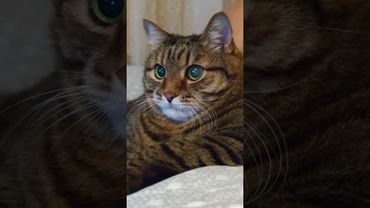 Реалист 🥃🤔🙀🤣 #cat #кот #юмор #котушка #приколы #цитаты #позитив