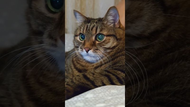 Реалист 🥃🤔🙀🤣 #cat #кот #юмор #котушка #приколы #цитаты #позитив