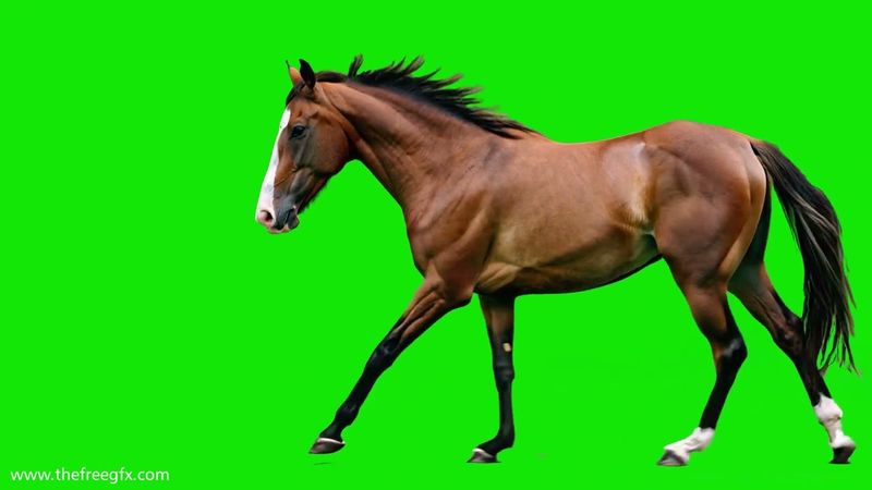 Free Horse Running Green Screen Footage | HD Chroma Key Video