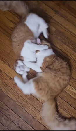 Orange cat activities 🐱 No brain cells here. 🤣 #cats #orangecatbehavi...