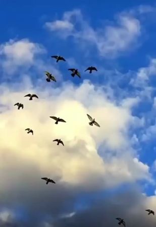 Мира во всём мире🤲🤍🕊