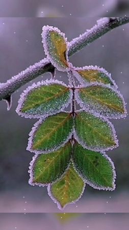 #СберегиПланету Осень встретилась с зимой❄️🍁❄️🍁❄️🍁❄️🍁❄️🍁❄️🍁❄️🍁👋