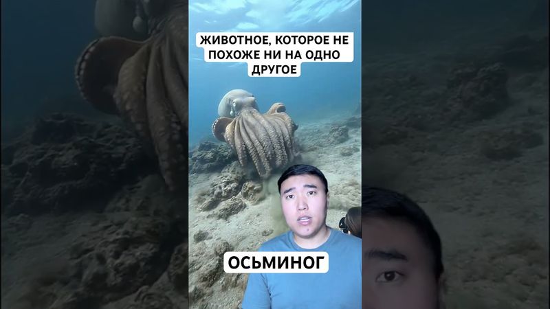 Осьминог - Самое Загадочное Животное На Земле